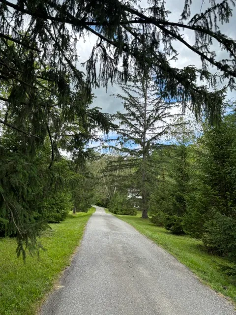 Tree-lined driveway with weeping willows
